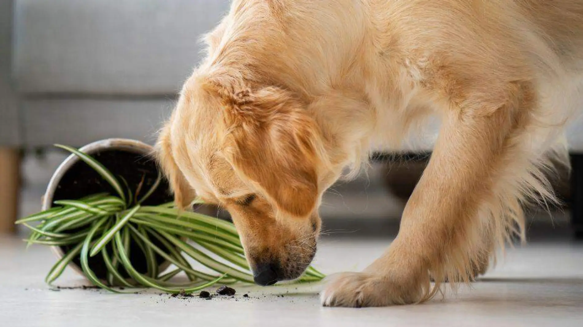 plantas toxicas para mascotas